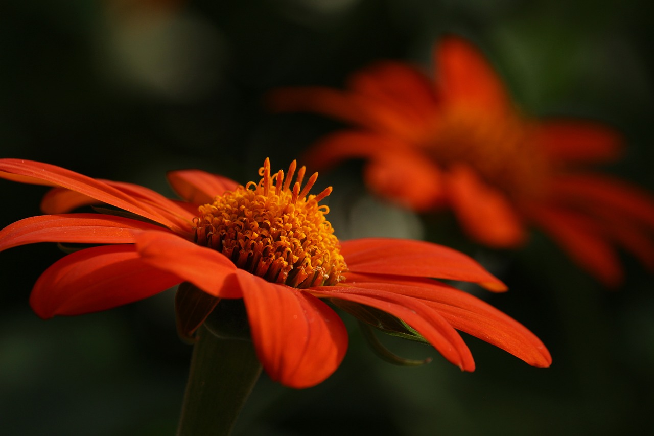 orange flower, flower, petals-5595483.jpg