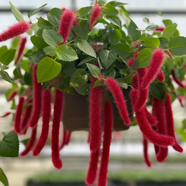 dandelion-rose-flower