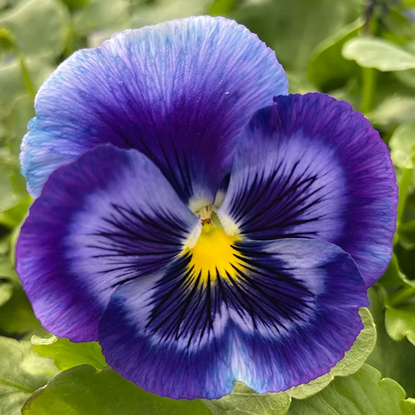 violet-flower.webp